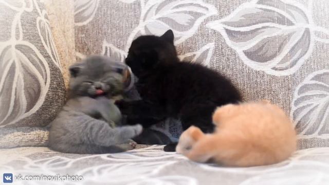 Котята мило играют. Шотландские вислоухие / Cute kittens playing. Scottish Fold