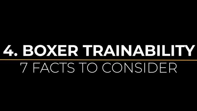Before You Buy A Dog - GERMAN BOXER - 7 Facts To Consider!  DogCastTV!