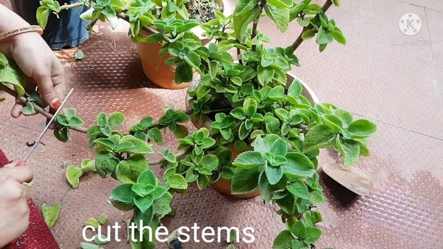 Easy to grow ajwain plant/Karpuravalli plant/Doddapatre/panjeri ka patta from cutting