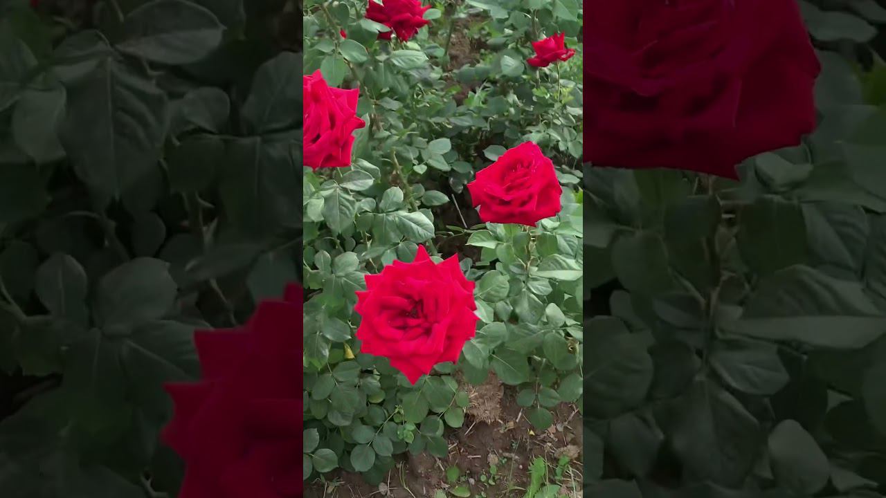 РОЗЫ В ДУШАНБЕ