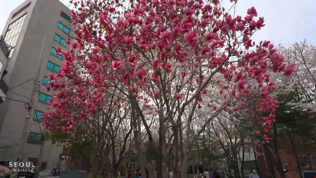 Seoul Cherry Blossom Walking on Gyeongui Line Forest Trail _ Korea Travel