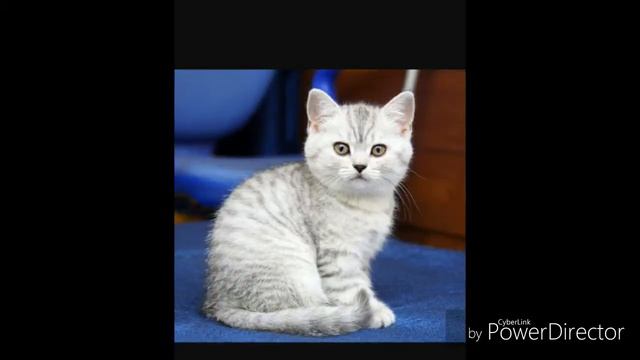 Какой ты МИЛЫЙ котик по знаку задиаку???
