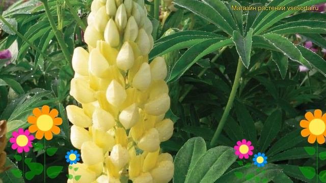 Люпин многолистный Еллоу Шейдс. Краткий обзор описание lupinus polyphyllus Yellow Shades