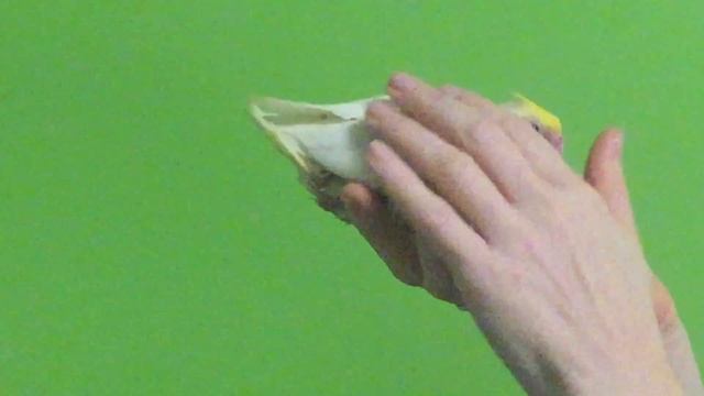 IMG 4535