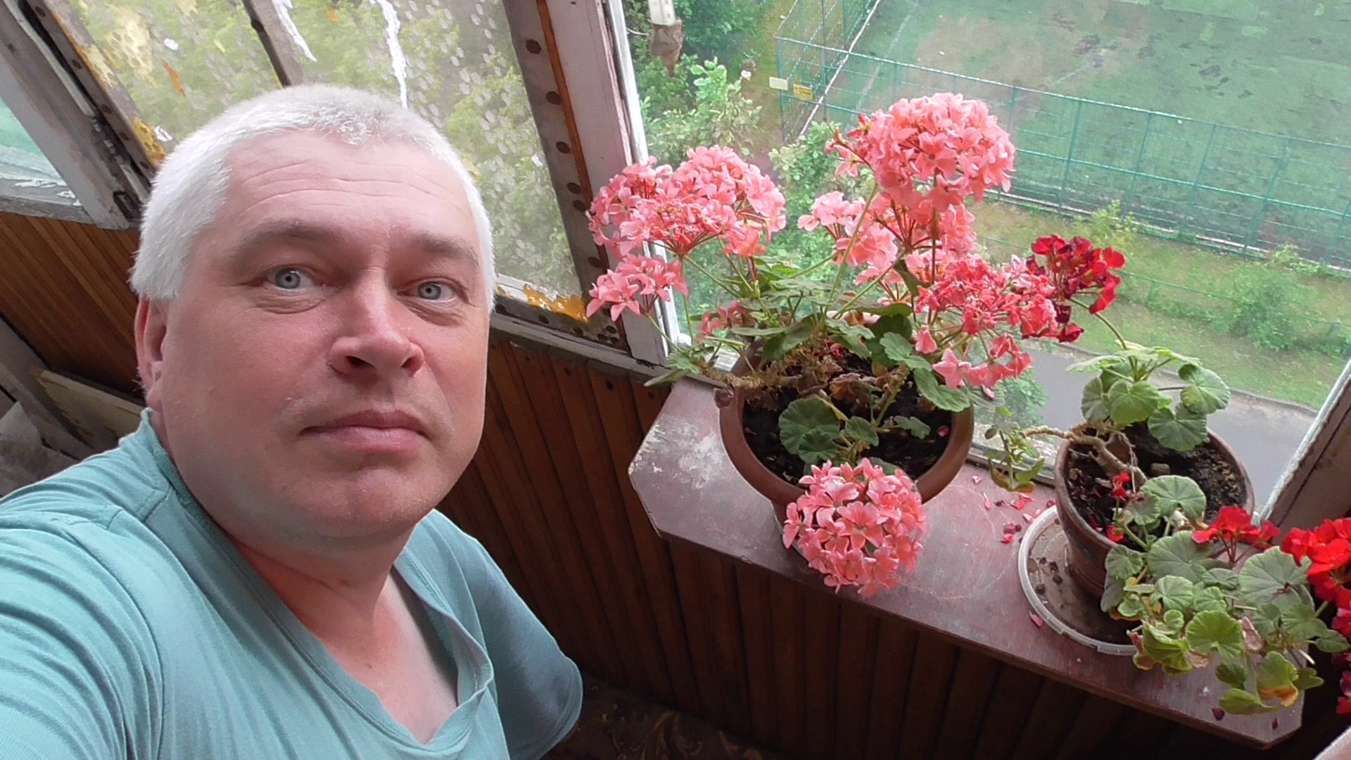 Комнатное растение герань, на герани много розовых цветов