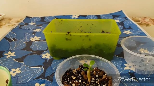 Adenium obessum miracle. Αναγκαστική μεταφύτευση.