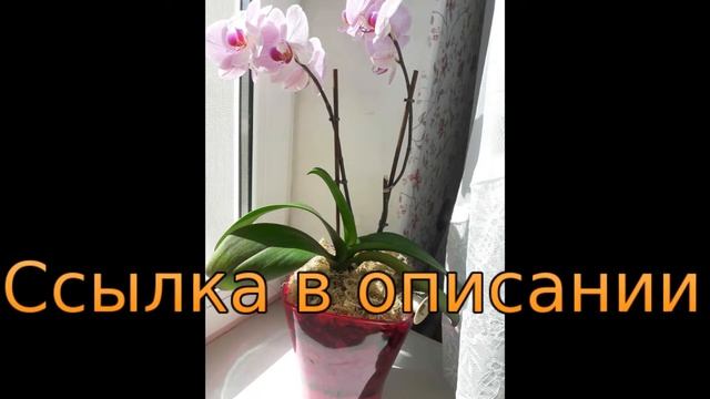 ютуб как пересадить орхидею в домашних условиях