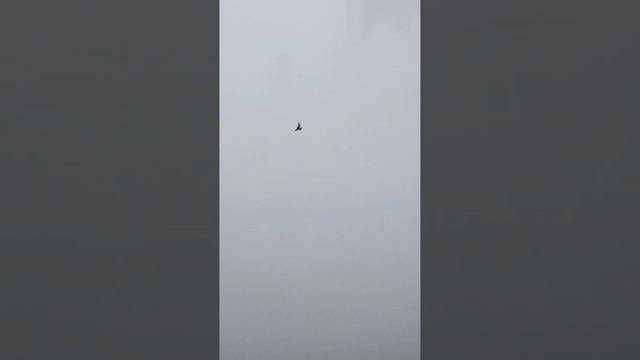 Успел что-то за-снятьТурецкая-Такла-ГолубиBir şey çekmeyi başardım Türkçe-Takla-Güvercinler!!!