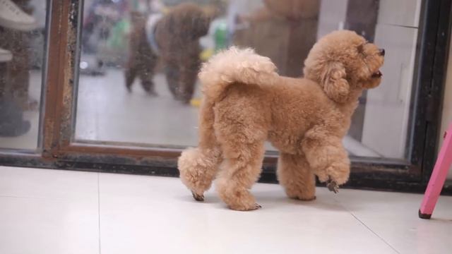 Toy poodle grooming teddy bear cut | Dog Grooming video 2021