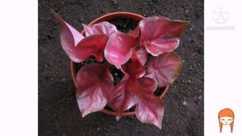 CALADIUM ARE SO BEUTIFUL