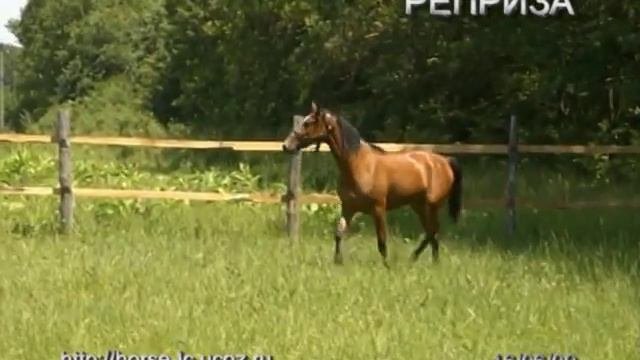 Реприза