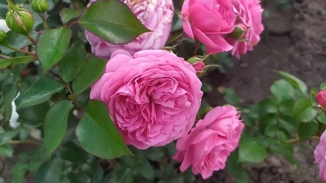МАРИЯ ТЕРЕЗИЯ Mariatheresia Tantau Германия 2003 г. Флорибунда Floribunda