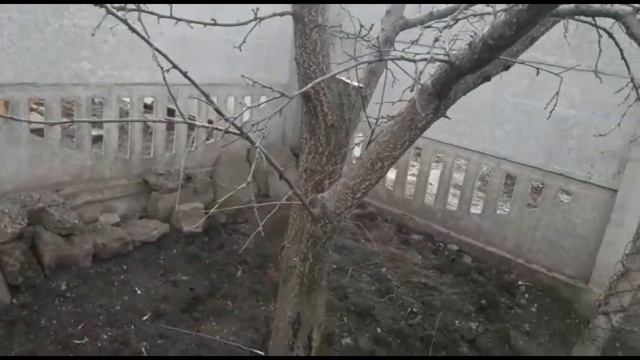 Формировка молодого абрикоса.