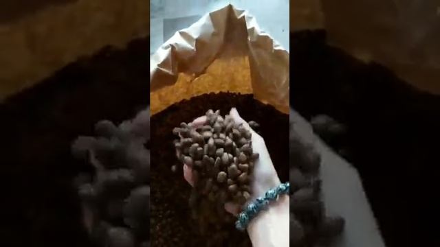 КЕДРОВЫЕ ОРЕХИ - КУПИТЬ С ДОСТАВКОЙ!