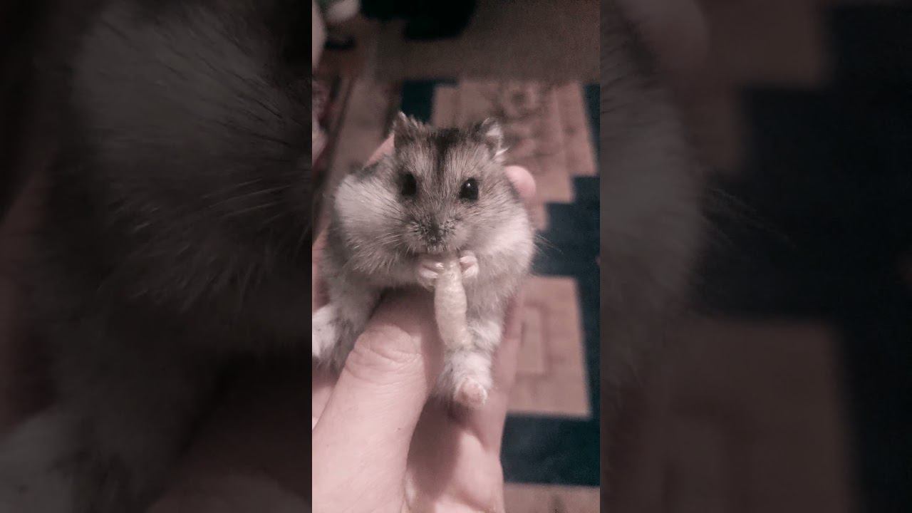 Жизнь хомячка #хомяк