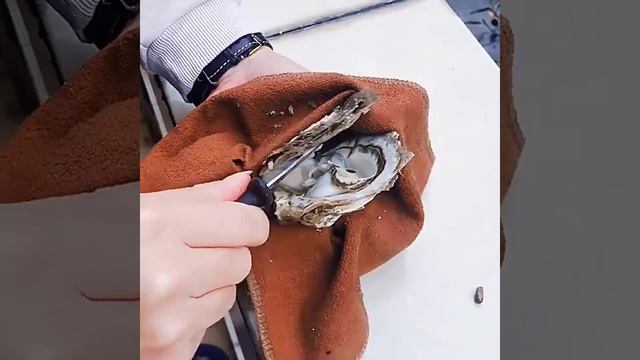 Нож устричный.mp4