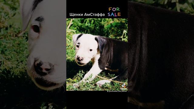 Щенки АмСтаффа продажа