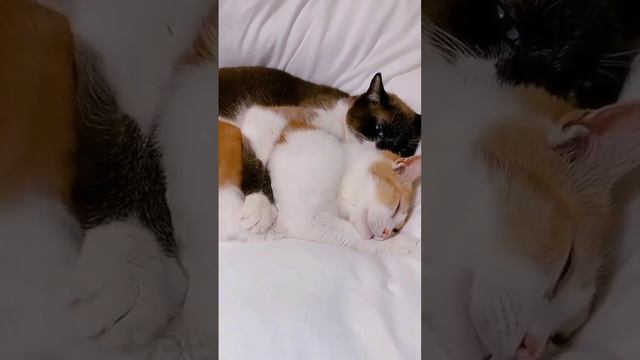 Эти милые котейки прямо как люди, это надо же. #КотиКошка
