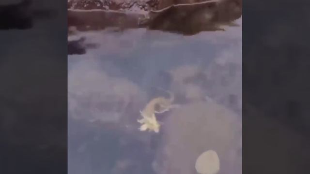 Дракоша в воде