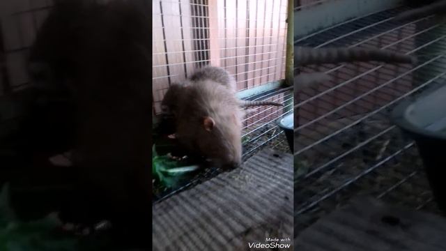 мои питомцы.лето.каникулы.