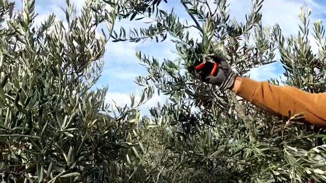 Zeytinde Ürün Budaması. 20 Yaş Zeytin Ağacında Mahsül(Verim) Budaması.