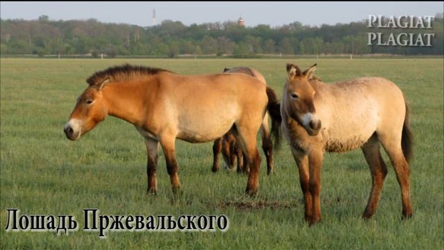 12 животных что скоро могут вымереть. .12 самих редких животных.