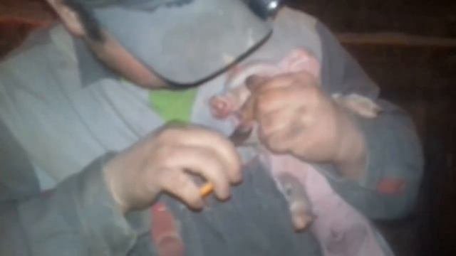 Как правильно ломать клыки поросятам и ставить железо