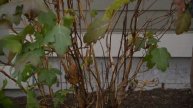 SPANISH PRUNING TUTORIALS