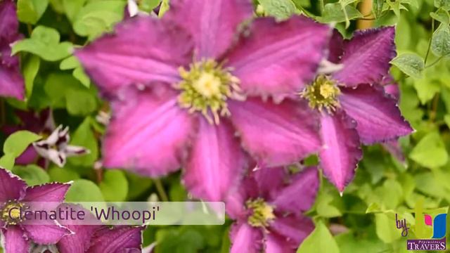 Clématite 'Whoopi' - Pépinières TRAVERS - Spécialiste des plantes grimpantes