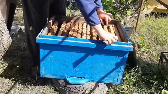 Вышел рой пчёл !!!... Что делать?!. Снять рой пчёл с дерева. Домашня  пасика 2021.