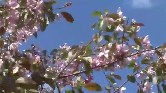 Поздравление с Последним звонком  Главы города Кургана Е В Ситниковой