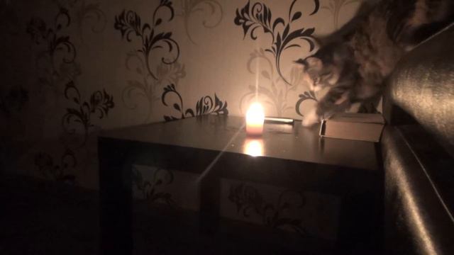 Cat and fire.Кошка и ОГОНЬ.