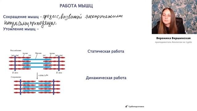 Мышцы