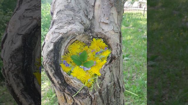 ЕСТЬ ГЛАЗА У ЦВЕТОВ