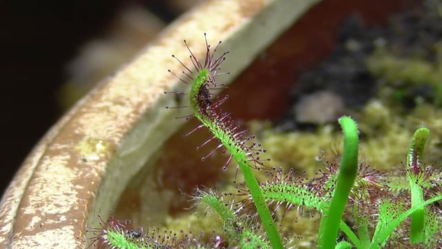 A fly VS  Drósera capensis