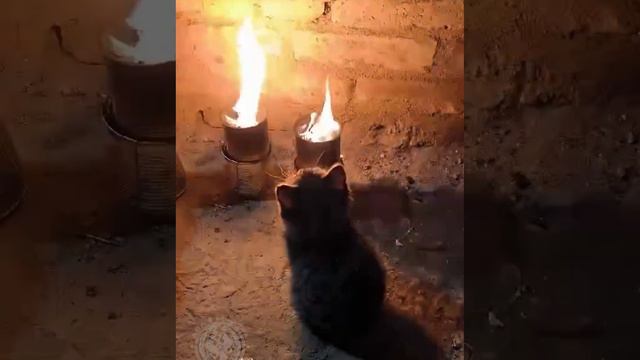 Фронтовые окопные свечи и котам нравятся