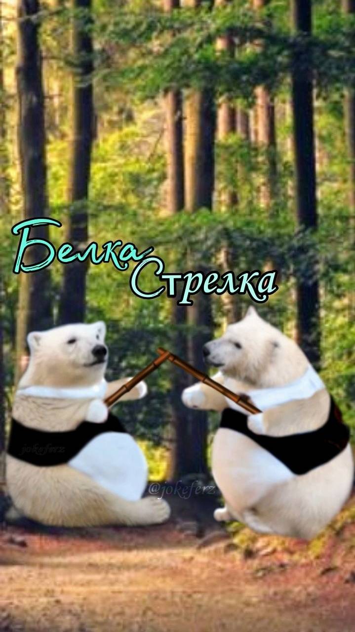 Лапопашный бой😜 Стрелка🥋Белка медвежата