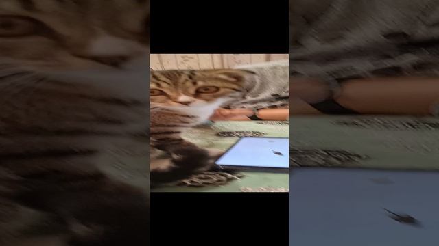 победитель мышей