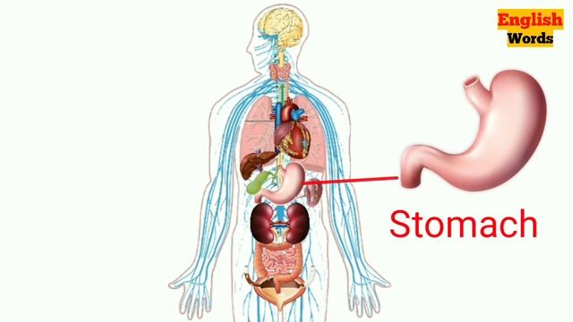 Internal Body Organs Name in Hindi &  English ll शरीर के ओर्गंस के नाम ll