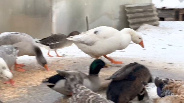 Содержание подсадных гусей и уток в зимний период.