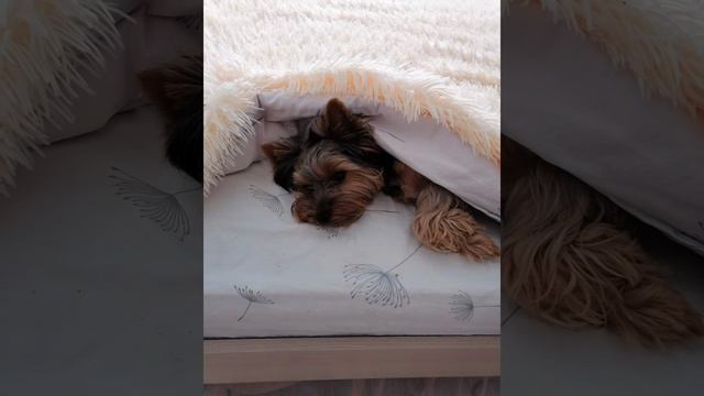 собака Макс песня: жизнь в розовых очках Автор: Фиксай