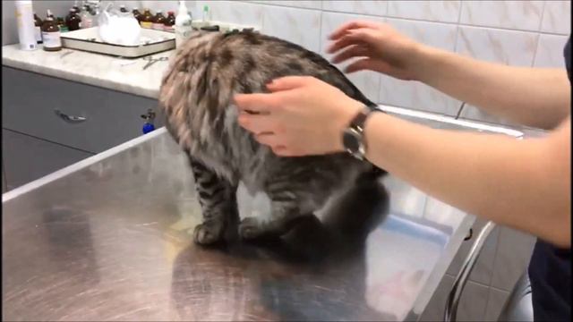 Делаем прививку кошке, нашей Грейс / Inoculation of a cat, vaccination