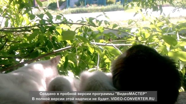 Кошачье семейство на окне