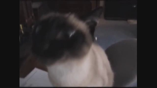 Милые котики зевают