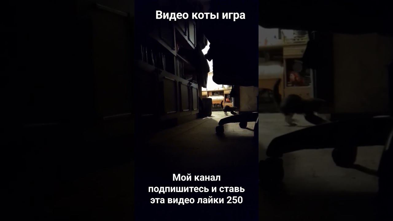 видео коты игра
