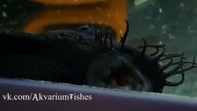 Ancistrus Sp. L-181 Самец