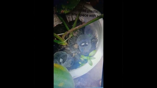 Syngonium, how to dwarf the leaves, so easy step by step procedures.