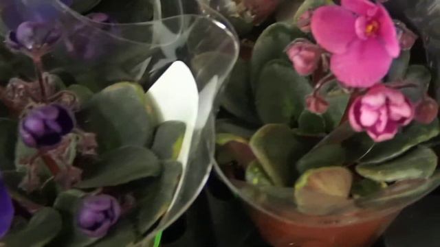 Saintpaulia mini plant