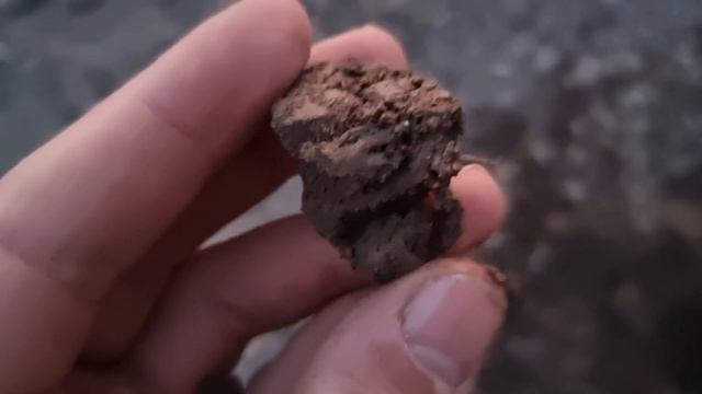 Ночной коп чешуи