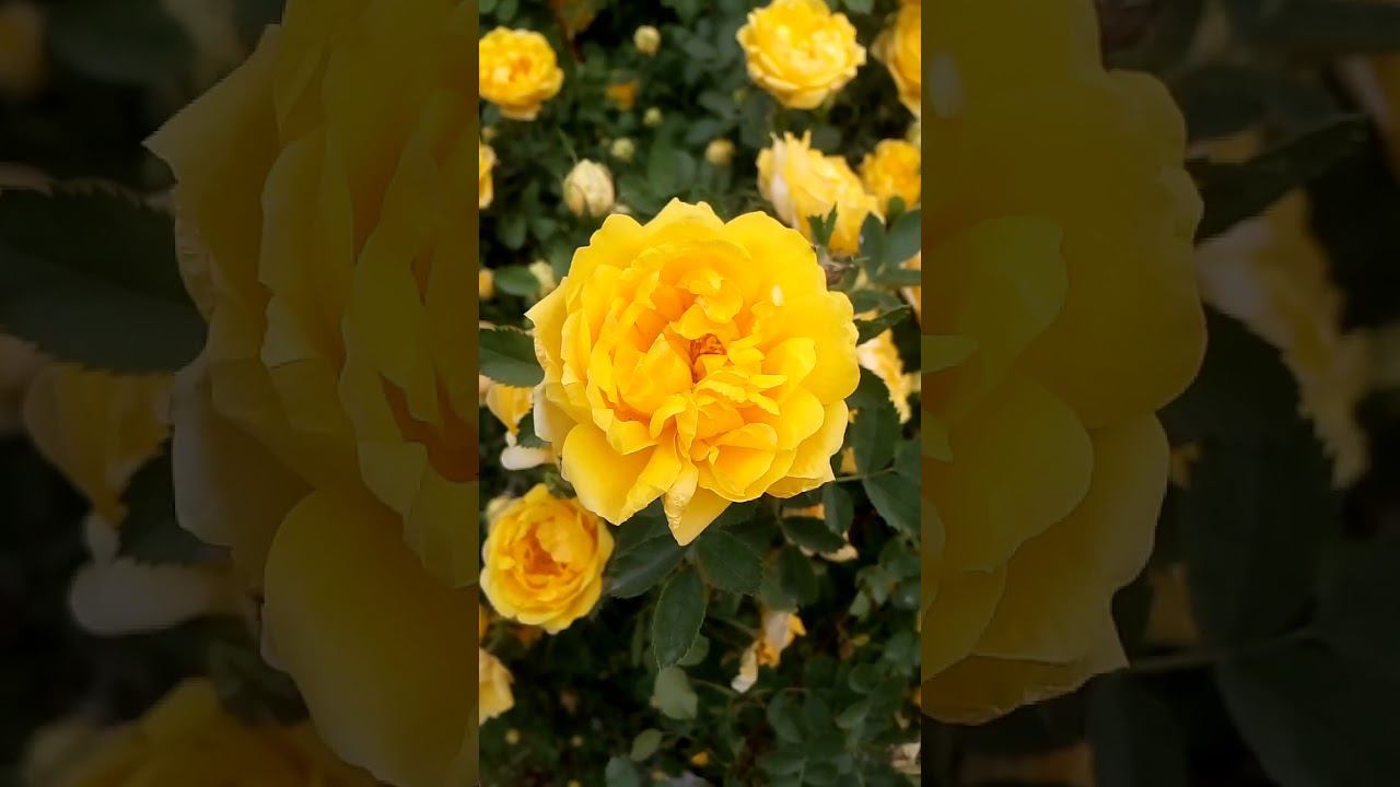 재미있는 아름다운 노란 장미 Интересные красивые желтые розы Interesting beautiful yellow roses 有趣的美丽黄玫瑰 興味深い美しい黄